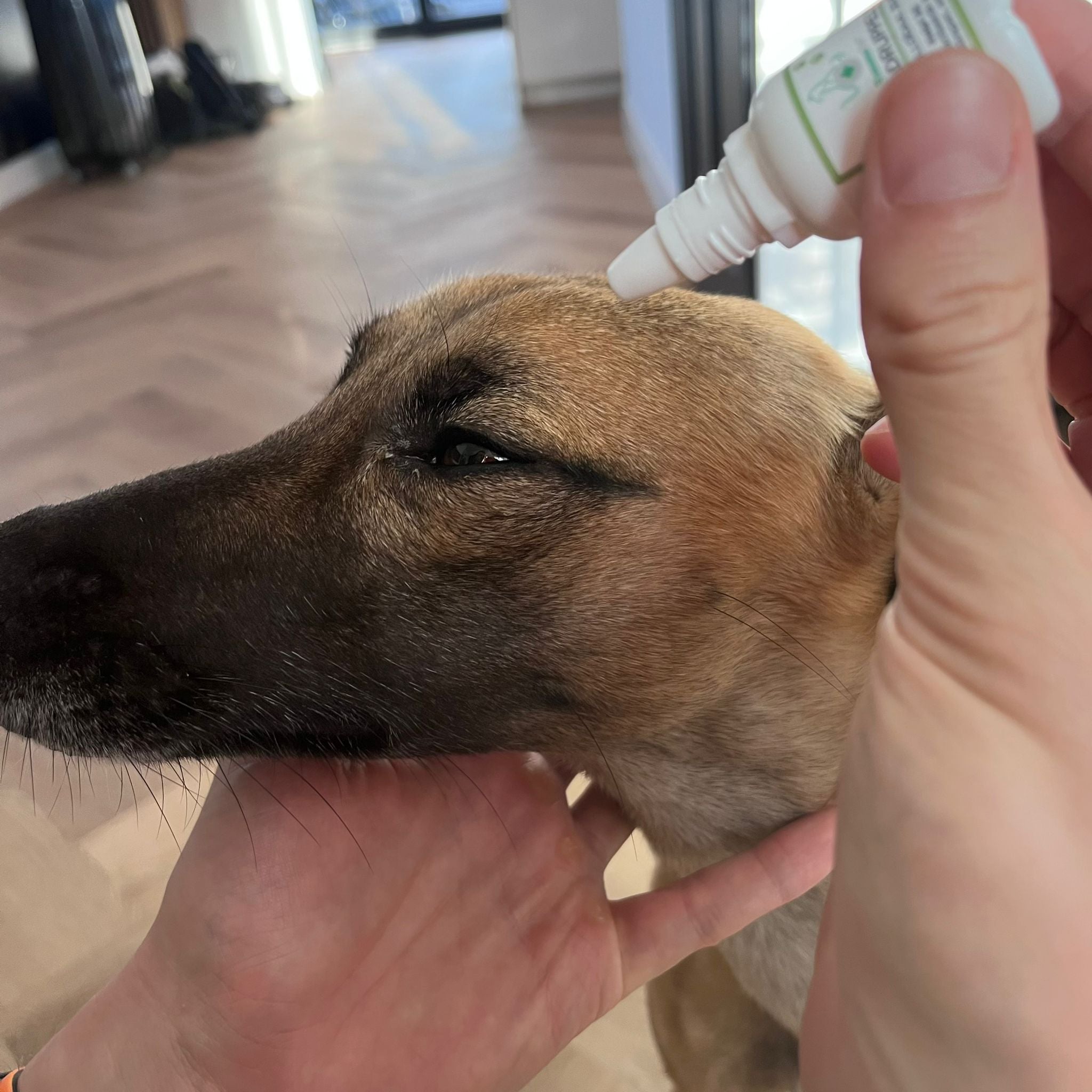 Hooikoorts bij honden: hoe voorkom je pijn en irritatie?
