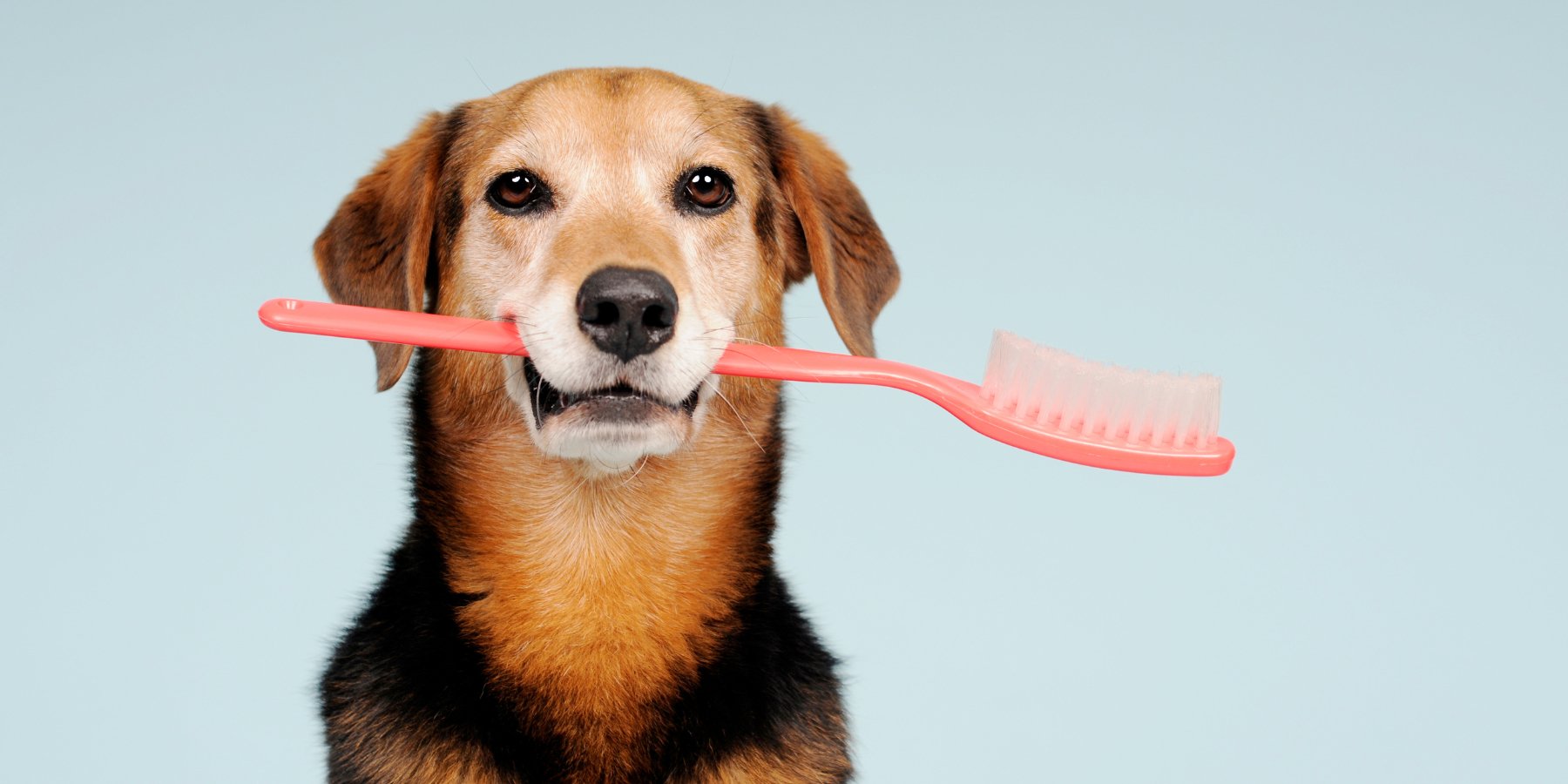 Moet ik de tanden van mijn hond poetsen? - TraumaPet Nederland