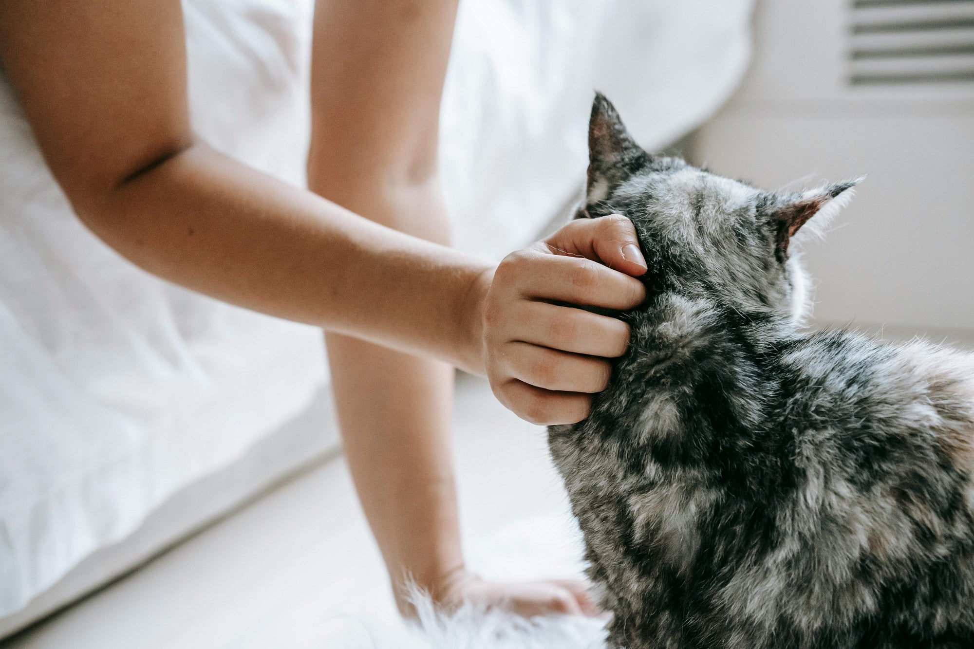 Vachtverzorging kortharige kat - TraumaPet Nederland