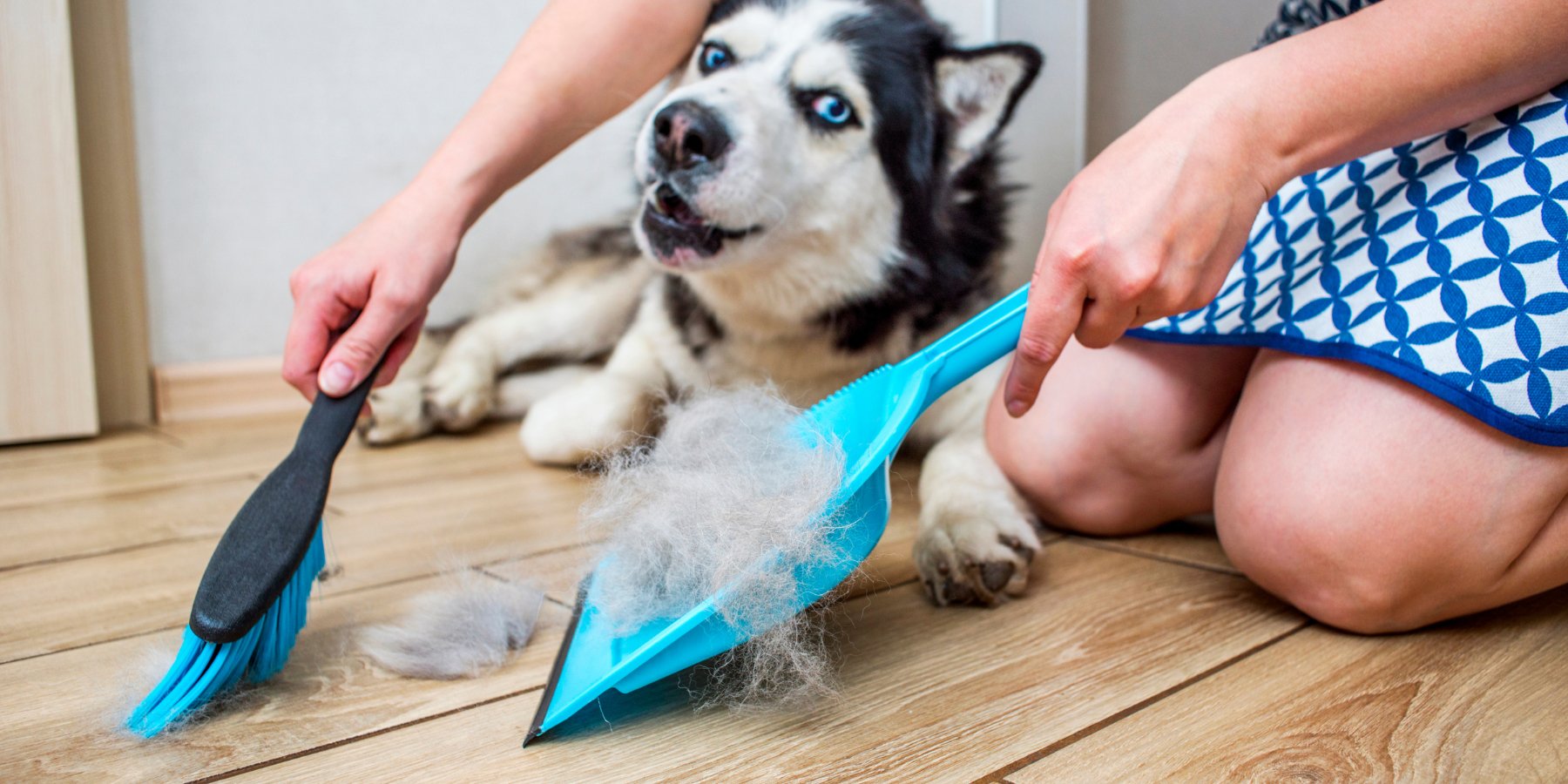 Verharing bij honden: oorzaken en oplossingen - TraumaPet Nederland